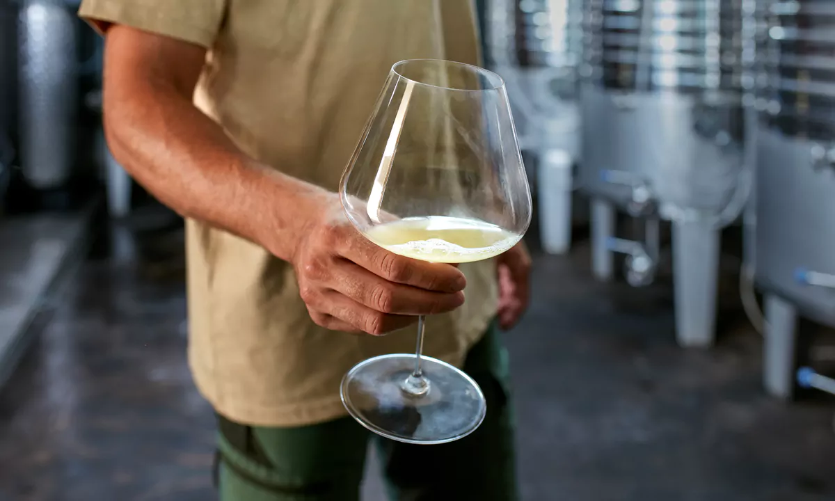Copas de vino blanco y tinto servidas en fila para una cata, junto a una tabla de quesos