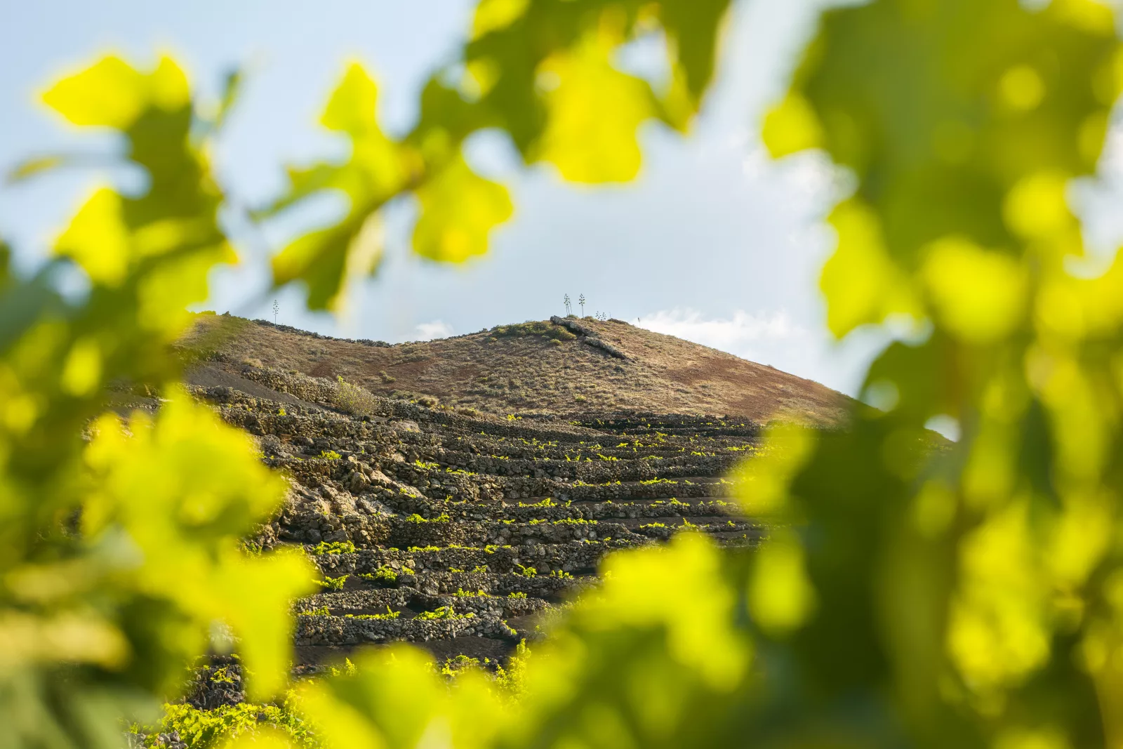 Ladera de viñedo en terrazas de piedra, enmarcada por hojas de parra